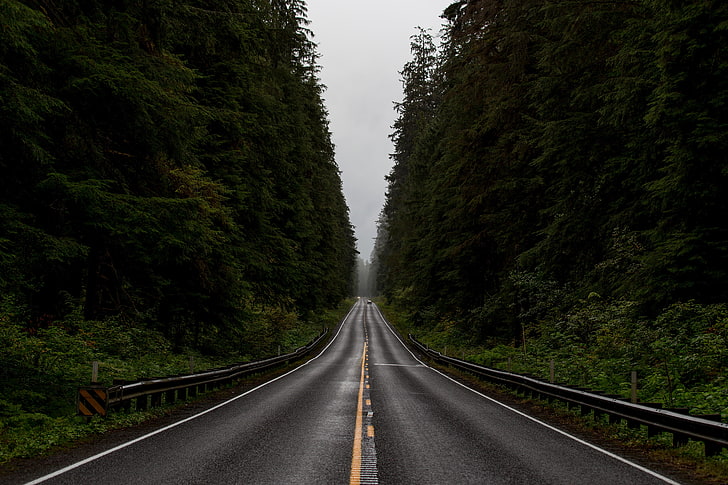 black asphalt road, forest, Monsoon, direction, the way forward