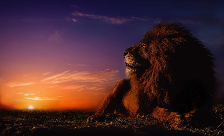 sunset, stay, Leo, mane, the king of beasts, wild cat, HD wallpaper