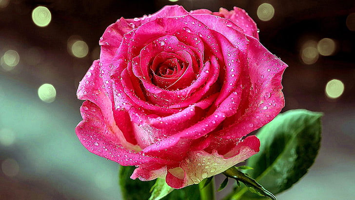 drops, rose, dew, pink rose, garden roses, flora, lights, shine, HD wallpaper