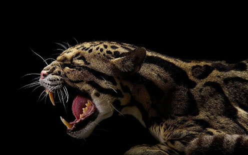 HD wallpaper: animals, black, Jaguars | Wallpaper Flare