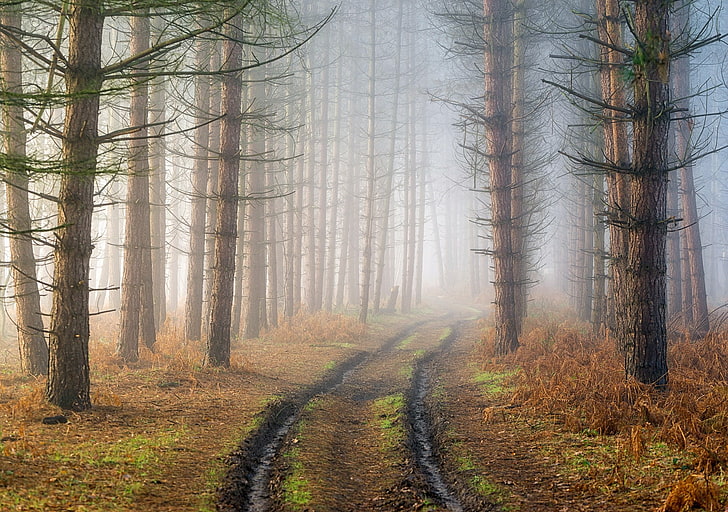 mist, dirt road, trees, nature, forest, fog, land, plant, tranquility