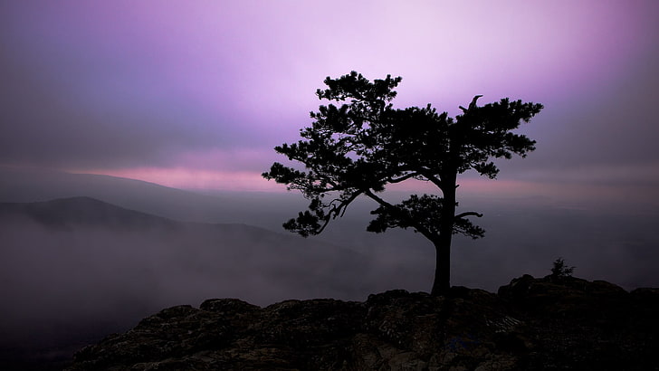black and white trees painting, mist, violet, silhouette, pine trees, HD wallpaper