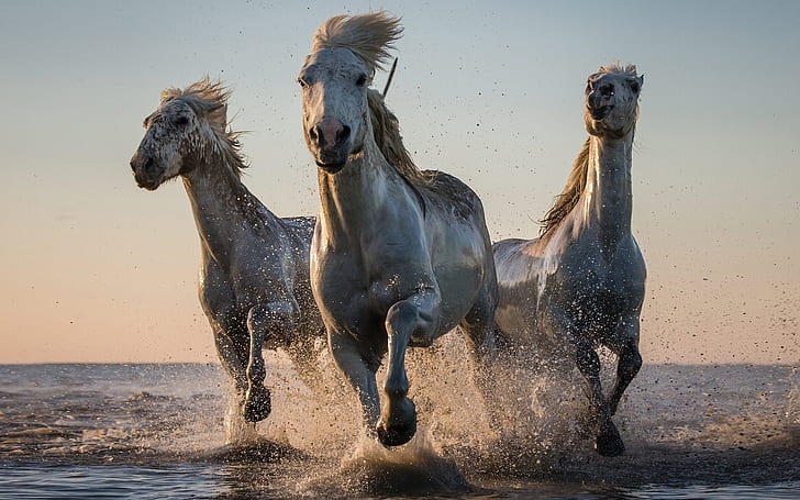 White Horses Galloping Drops Of Seawater 1920×1200