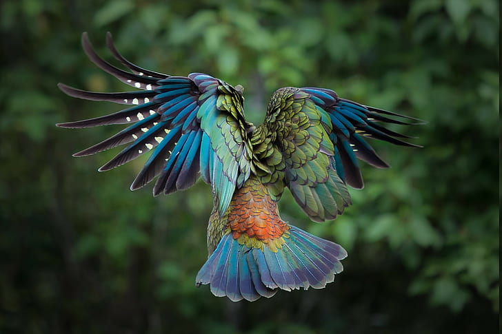 birds animals colorful new zealand parrot kea feathers, animal themes, HD wallpaper