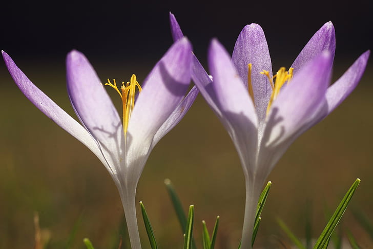 close up photography of purple-and-white petaled flower, crocus, crocus, HD wallpaper
