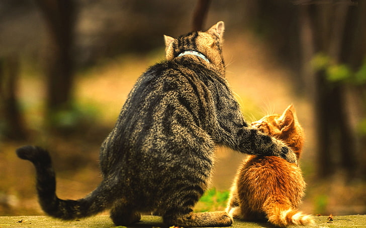 brown tabby cat and orange tabby kitten, baby, blurred, love