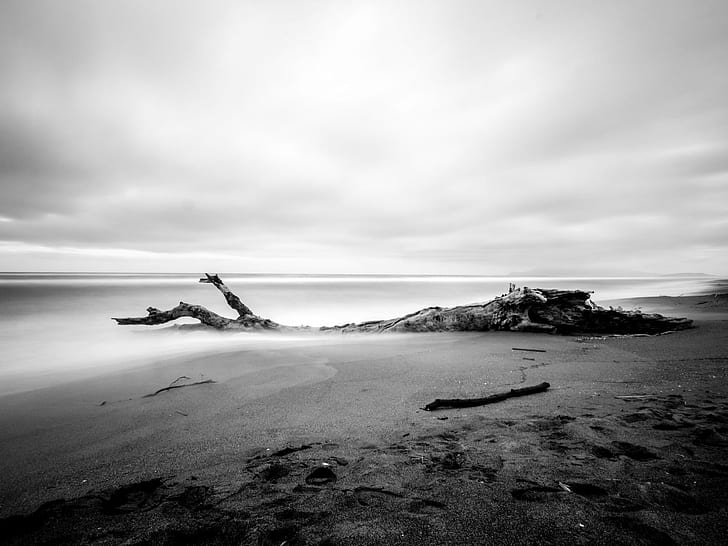 grayscale photo of tree trunk on seshore, Time off, mare, d'inverno