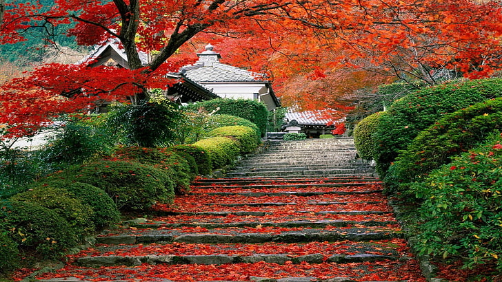 orange maple tree, orange cherry blossoms, Japan, landscape, fall