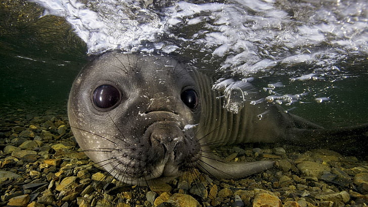 black seal, nature, animals, water, underwater, bubbles, seals, HD wallpaper