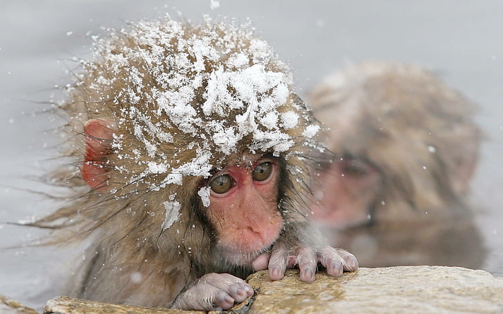 Snow Monkey, brown and red monkey, winter, primate, animal, animals, HD wallpaper