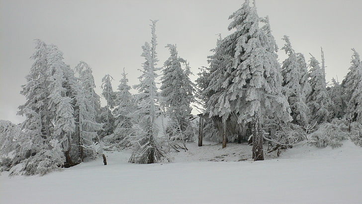 snow covered trees, nature, landscape, winter, forest, cold - Temperature