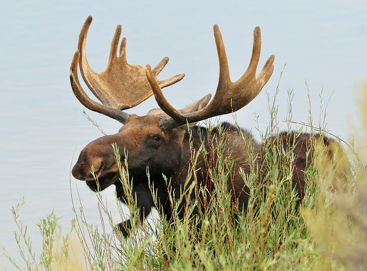 photo of moose near green plants, bull moose, seedskadee national wildlife refuge, bull moose, seedskadee national wildlife refuge, HD wallpaper
