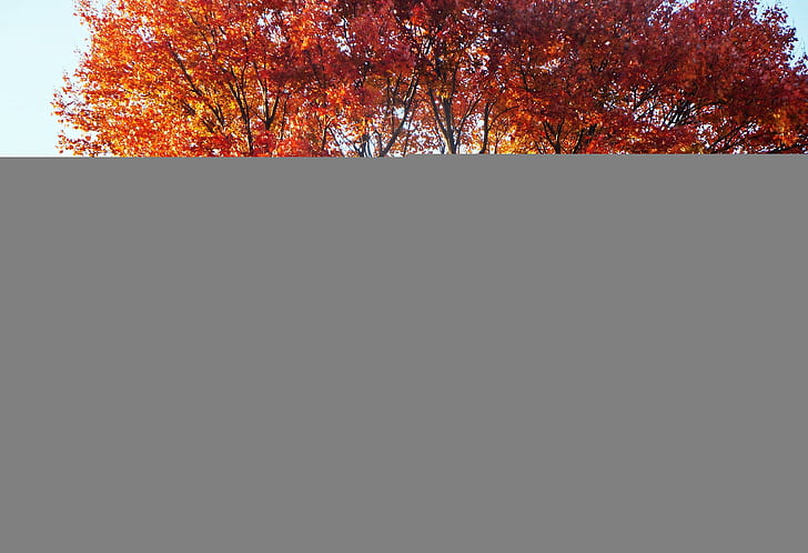 Scenic Autumn, beautiful-autumn, scenic-autumn, autumn-view, pretty-autumn