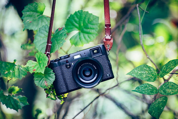 plants, camera, photography themes, green color, leaf, plant part, HD wallpaper