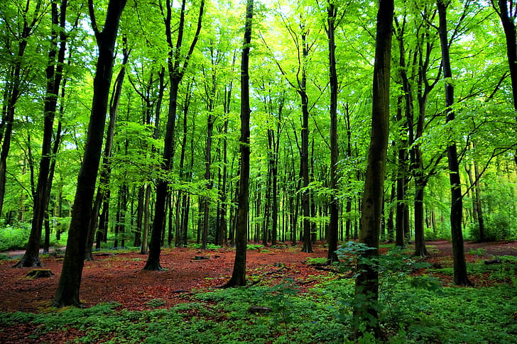 photo of trees in forest, den haag, bos, forrest, sony, a77, HDR, HD wallpaper