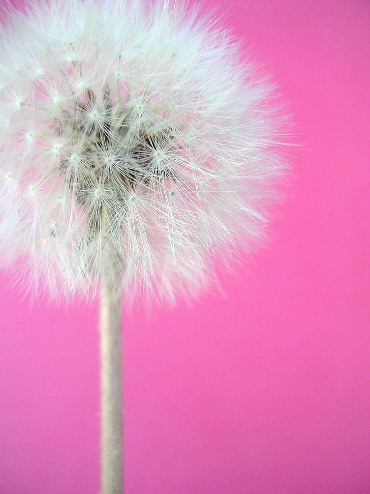 white dandelion, pink  white, nature, flower, plant, fluffy, seed, HD wallpaper
