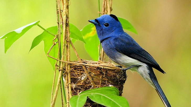 bird, nest, blue bird, cute
