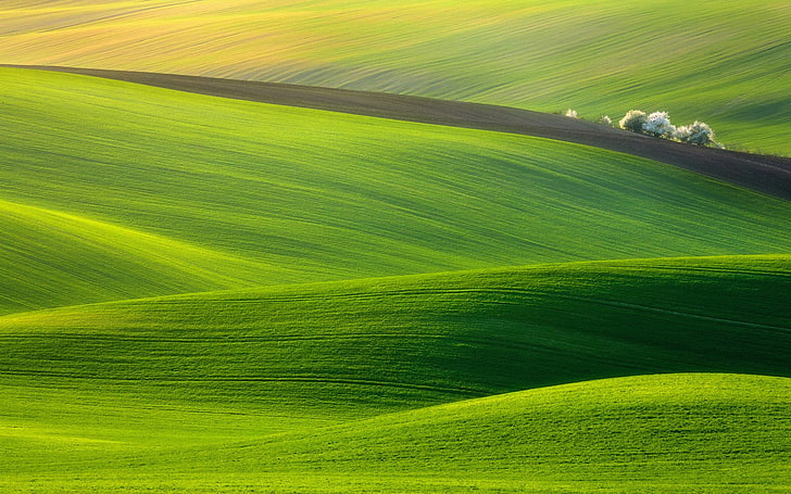 green grass field, nature, landscape, green color, environment, HD wallpaper