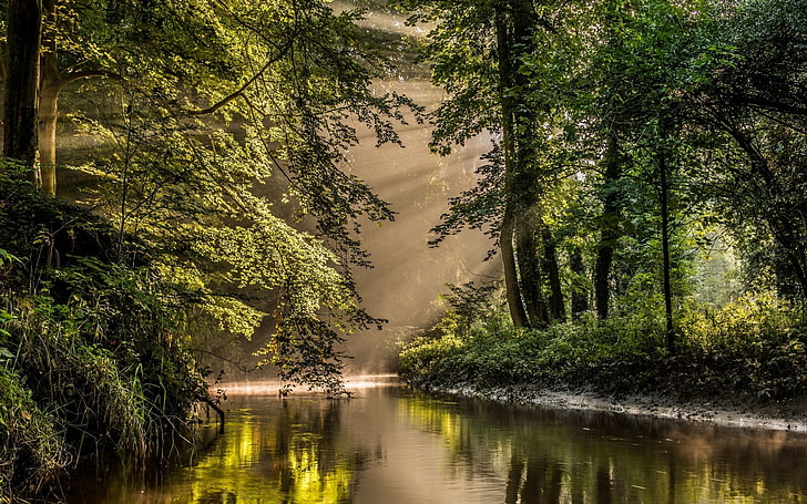 green trees, nature, landscape, sun rays, river, forest, mist