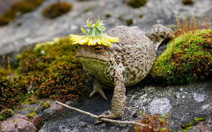 brown toad, brown frog, animals, macro, moss, nature, wildlife, HD wallpaper