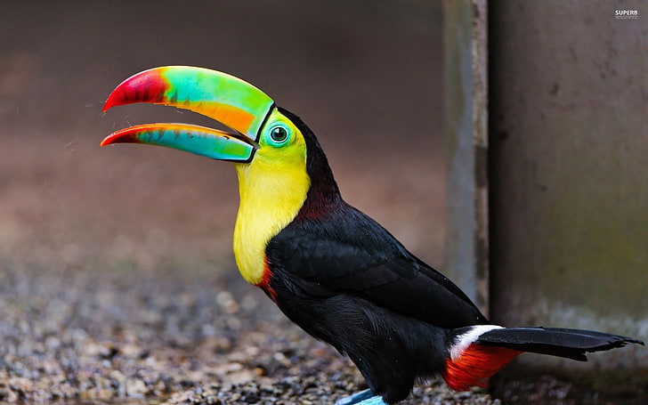 animales, ave, tucan