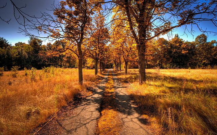 gray pathway with trees, landscape, fall, nature, plant, autumn
