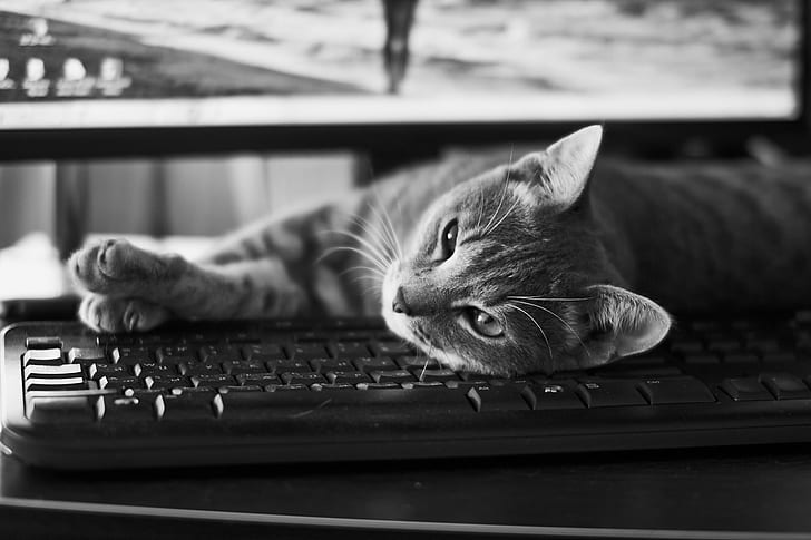 cat laying on computer keyboard grayscale photo, keyboard cat
