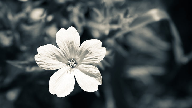 grayscale photography of flower, flowers, nature, macro, monochrome, HD wallpaper