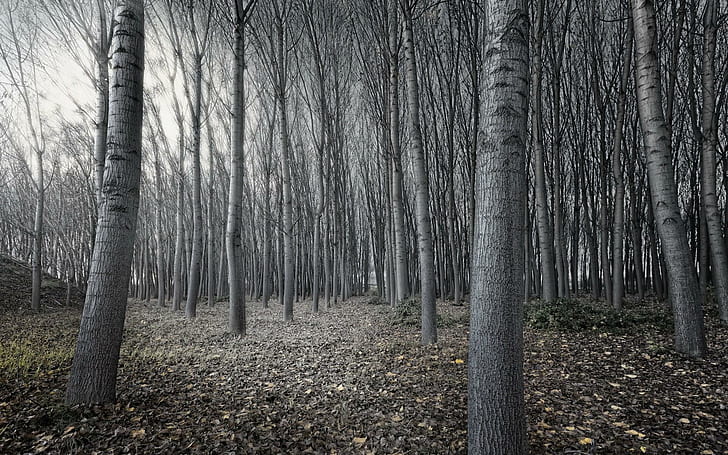Dark Woods, trees, forests, nature, nature and landscapes