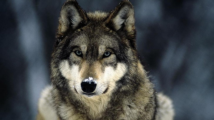 gray and black wolf, animals, mammal, one animal, animal wildlife, HD wallpaper