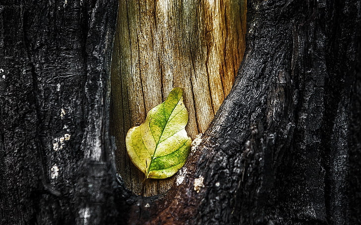 green leaf, nature, macro, leaves, trees, wood, bark, tree trunk, HD wallpaper