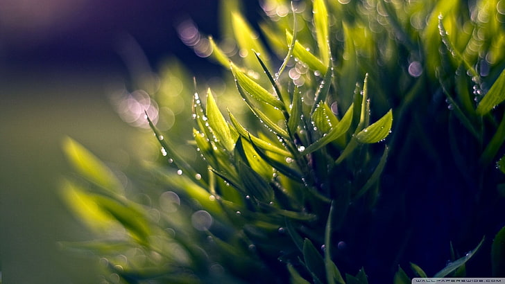 green leaf plant, plants, beauty in nature, growth, water, close-up, HD wallpaper
