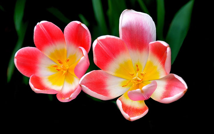 Tulip petals macro photography, pink flowers, HD wallpaper