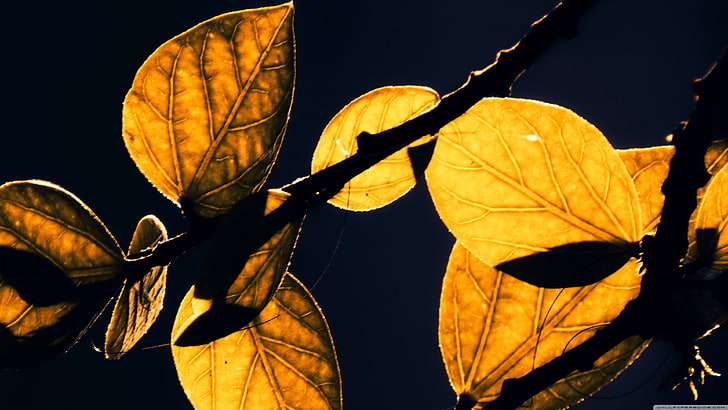 brown maple leaf, leaves, nature, sunlight, plants, plant part