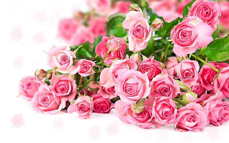 Pink rose flower bouquet, romantic color, pink roses, HD wallpaper