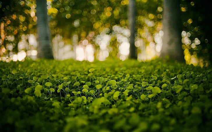 1920x1200 px bokeh Depth Of Field leaves macro photography Trees Anime Other HD Art