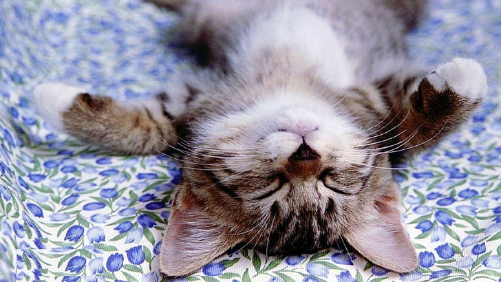 cute, cat, kitty, sleep, kitten, pussy, HD wallpaper