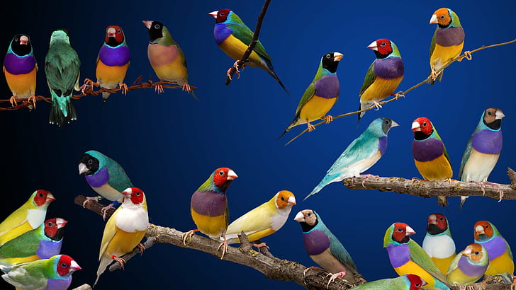 Birds, Gouldian Finch, Gouldian Finches, HD wallpaper