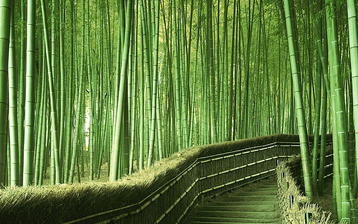 bamboo tree, Japan, plant, green color, forest, beauty in nature, HD wallpaper