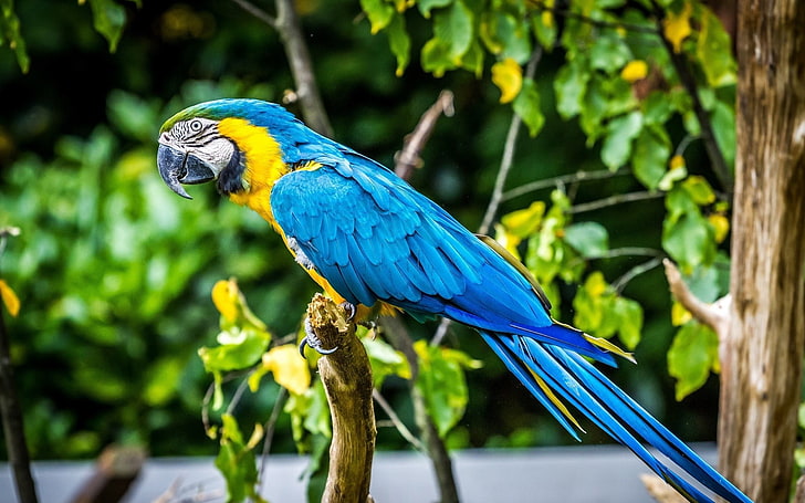blue macaw bird, parrot, birds, animals, macaws, animal themes, HD wallpaper