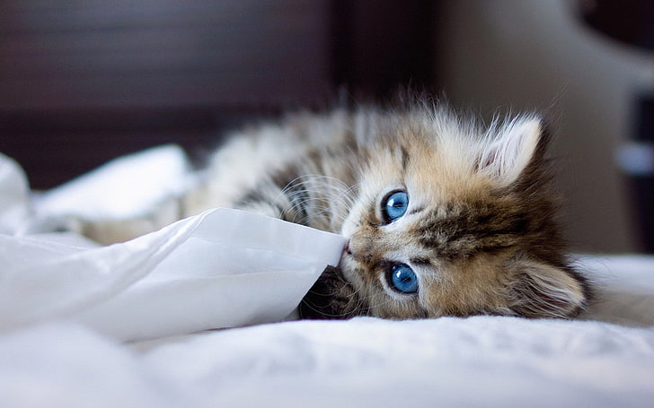 cat, animals, blue eyes, Ben Torode, blurred, domestic cat, HD wallpaper