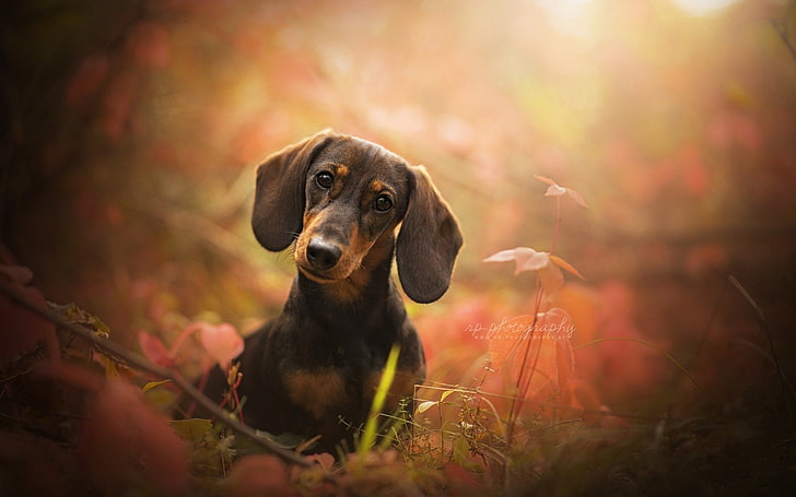 Dachshund Wall Paper : 4:29 ssggrock recommended for you. - San Wallpaper