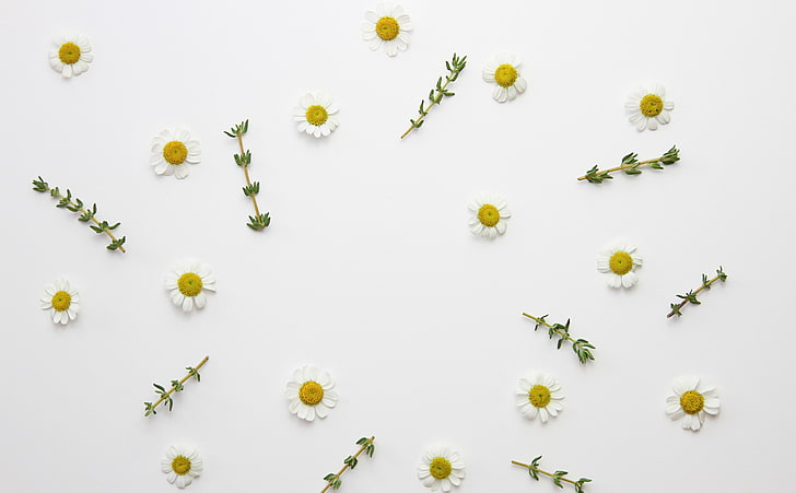 Daisy Flowers and Thyme Herb, Aero, White, Design, Plant, Daisies, HD wallpaper