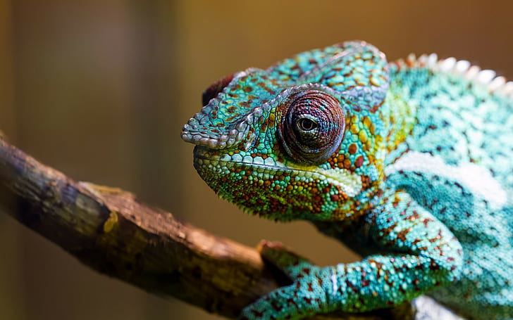 colorful, animals, chameleons