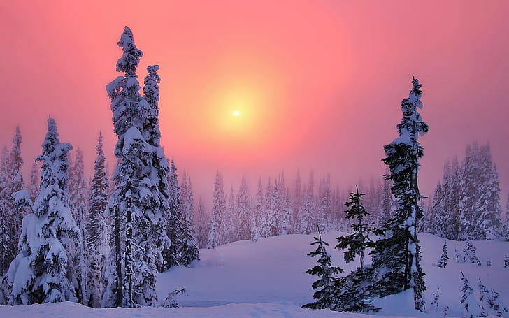 winter, snow, trees, forest, Sun, sunset, sky, landscape, nature