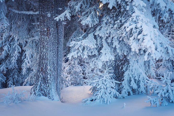 trees, winter, nature, snow