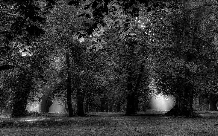 grayscale photo of trees, landscape, nature, mist, morning, park, HD wallpaper