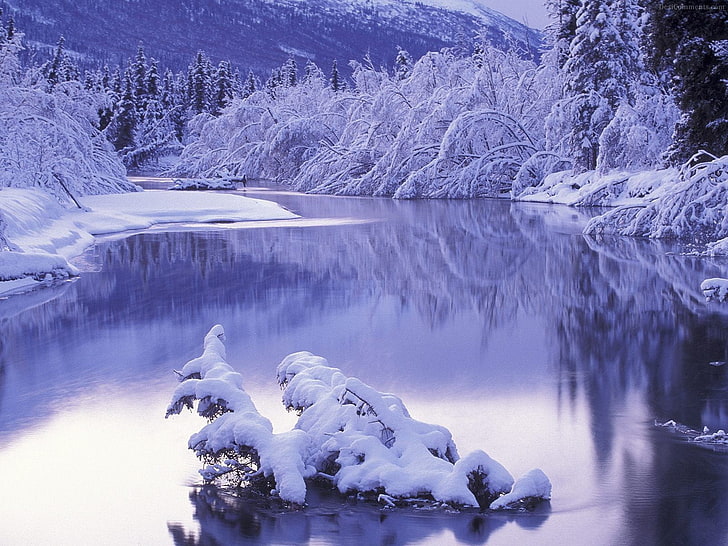 body of water between snow coated trees, ice, reflection, landscape, HD wallpaper