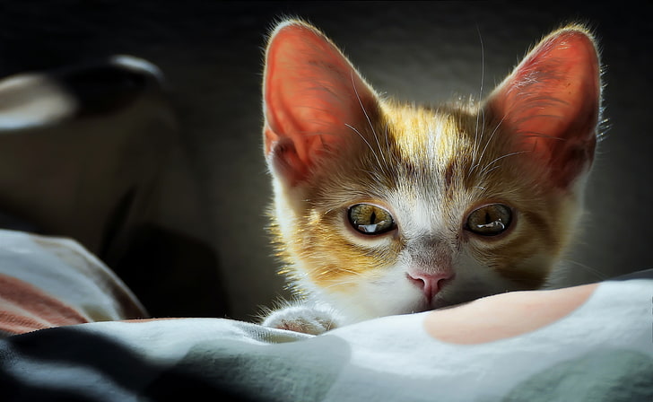 short-fur brown and white kitten, animals, cat, mammal, pets, HD wallpaper