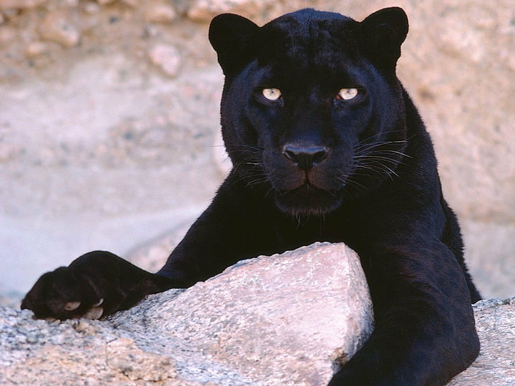 HD wallpaper: Cats, Black Panther, Animal, Big Cat, predator (Animal),  mammal | Wallpaper Flare